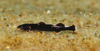 Cetopsorhamdia sp. `PERU 2`